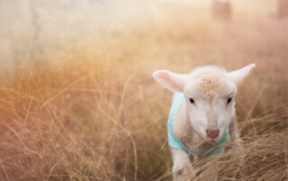 Lamb in golden wheat field