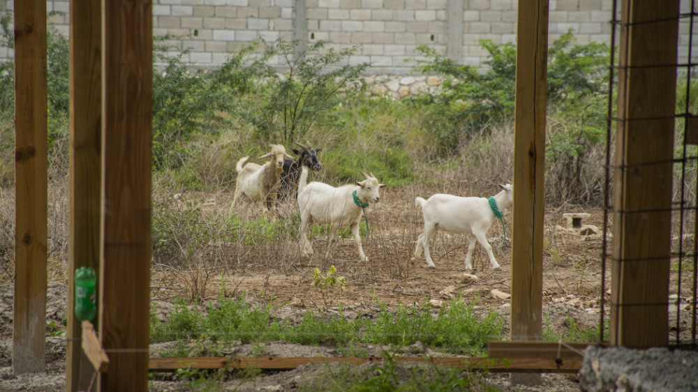 Goats-Haiti-2023