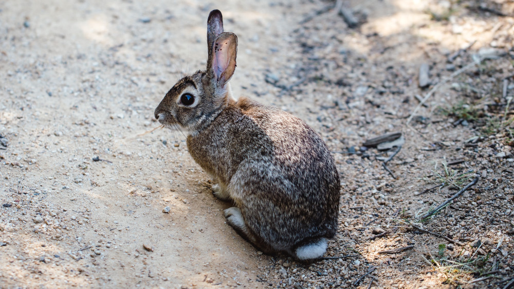 Rabbit-Haiti-2023