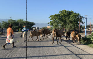 cattle on the road in Haiti