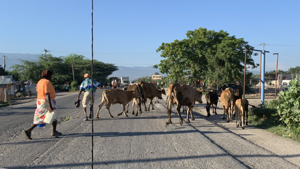 cattle on the road in Haiti