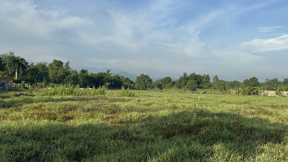 A lush field of grass in Haiti.