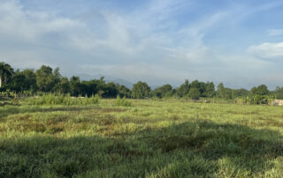 A lush field of grass in Haiti.